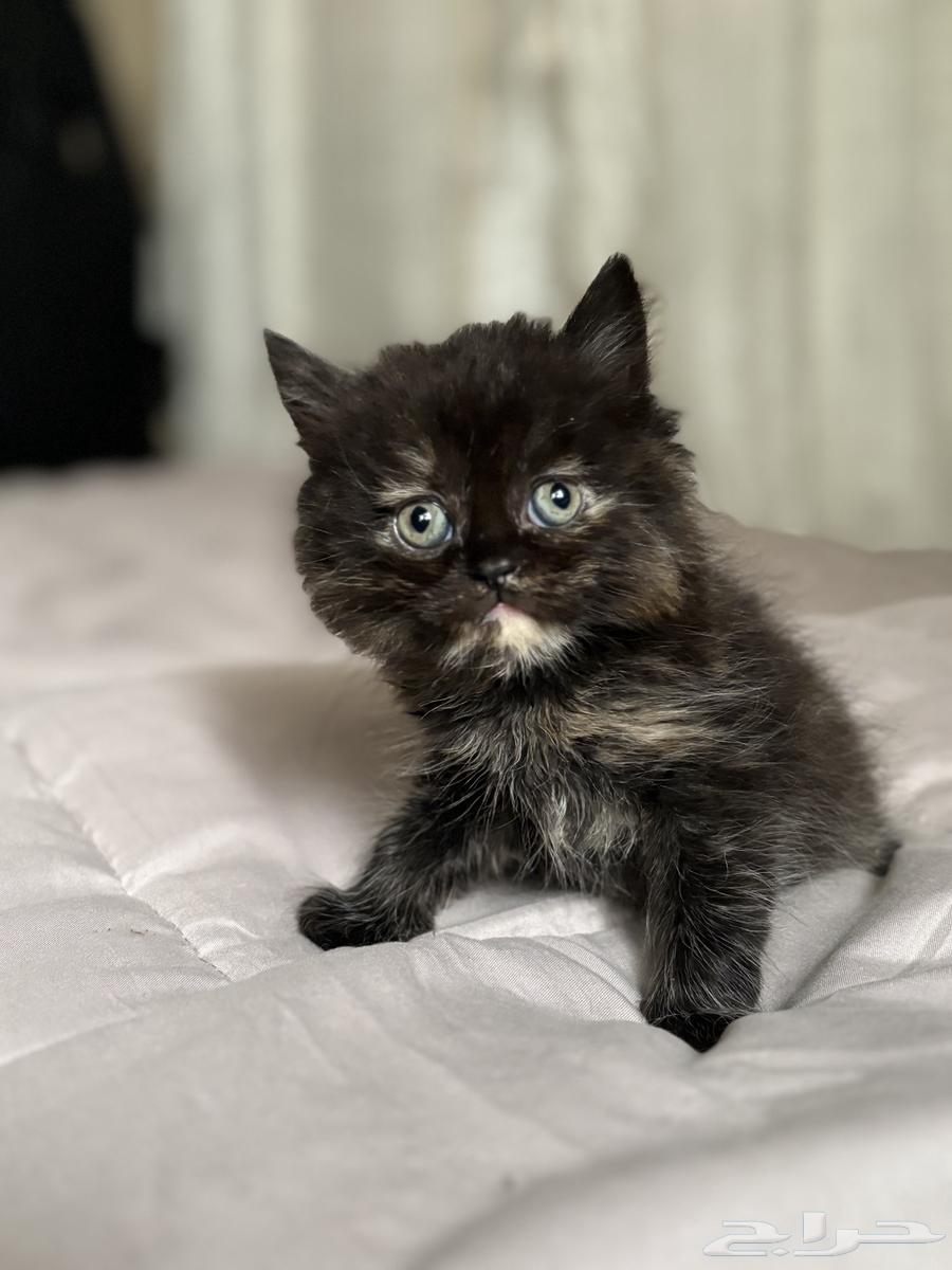 كتن انثى للبيع64453380394113111