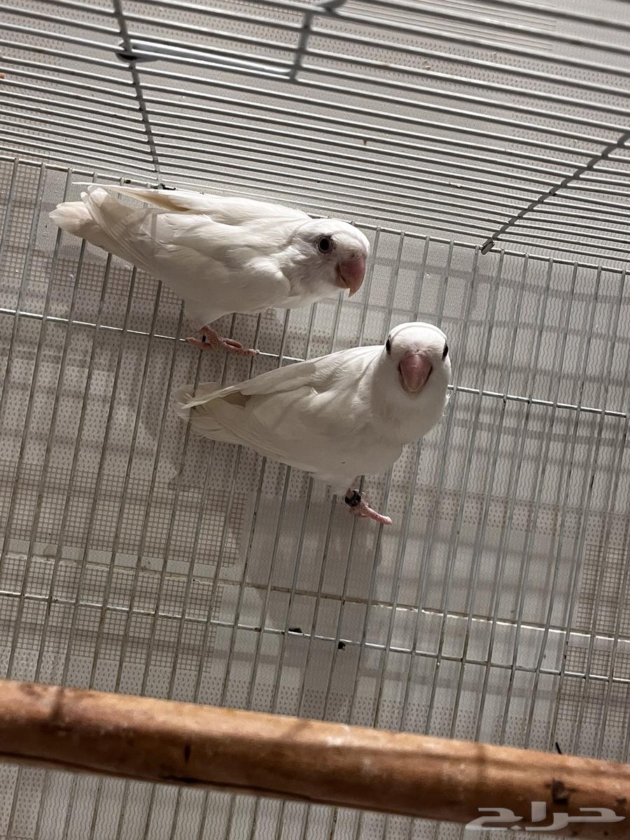 زوج روز البيون منتج سعر ممتاز جدا64455768841857110