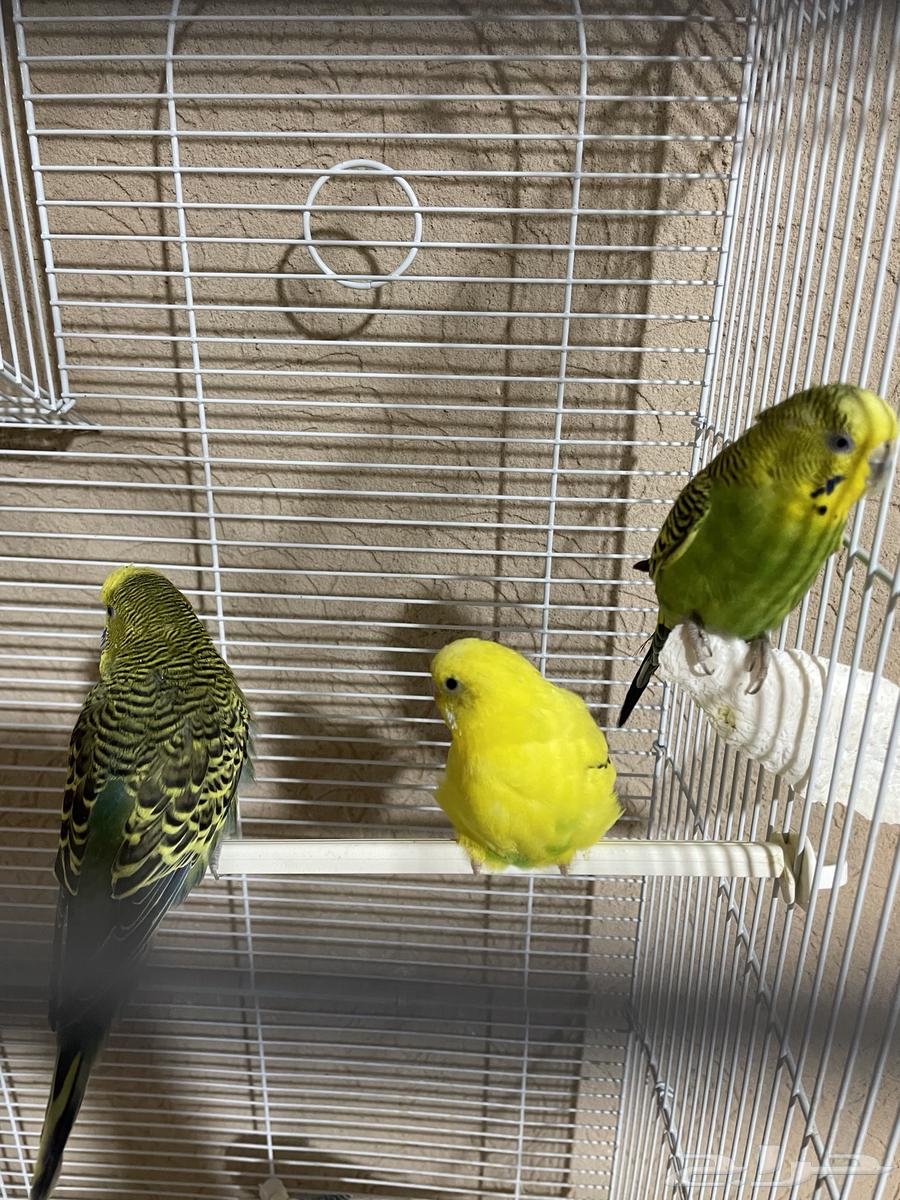 للبيع طيور الباجي64456626188675111