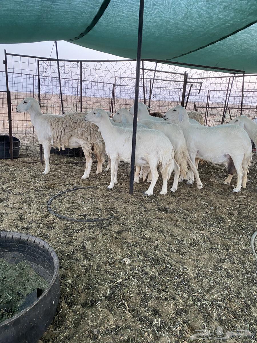 شياه حريات دفيع على السونار64454770226818111