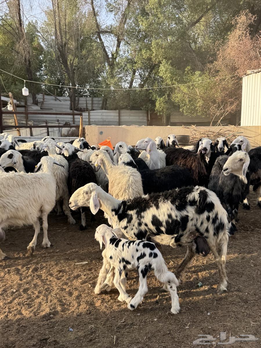 Najdi Sheep64456379385217113