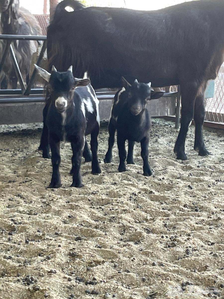 Dwarf goats for sale64453833731969110