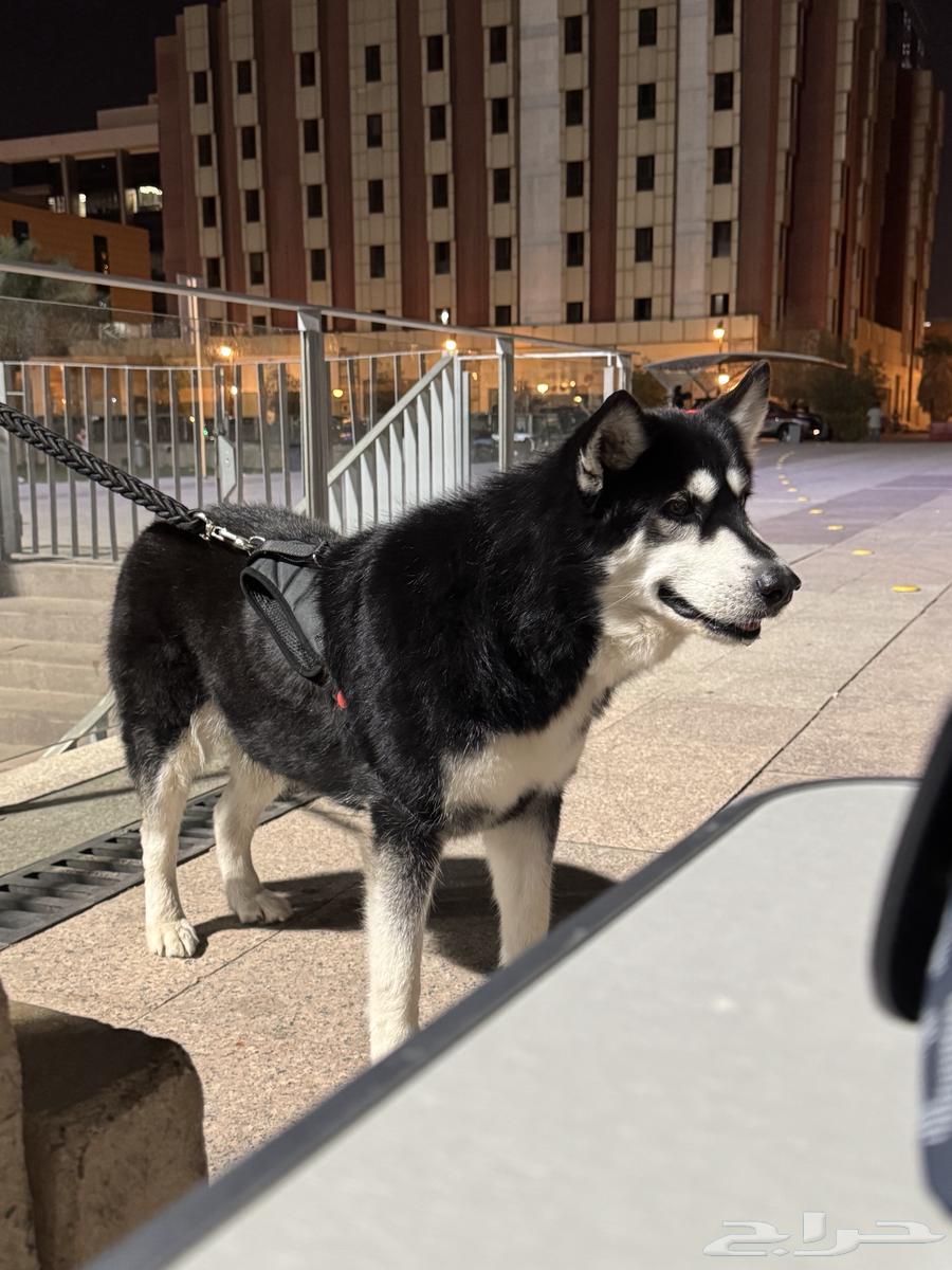 Husky for sale or exchange, one year and one month old, the most important thing is that the person who takes it should take care64455086174338111