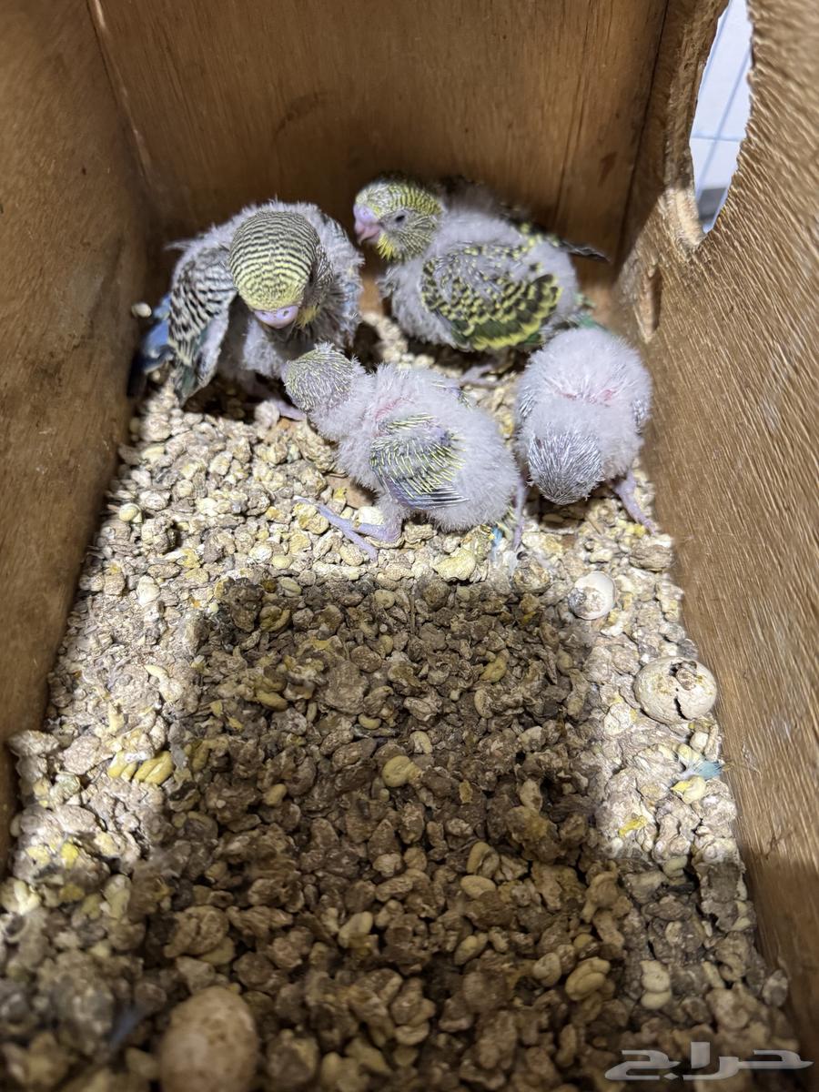 جوز بادجي (((تم البيع خارج الموقع)))64453202078595114