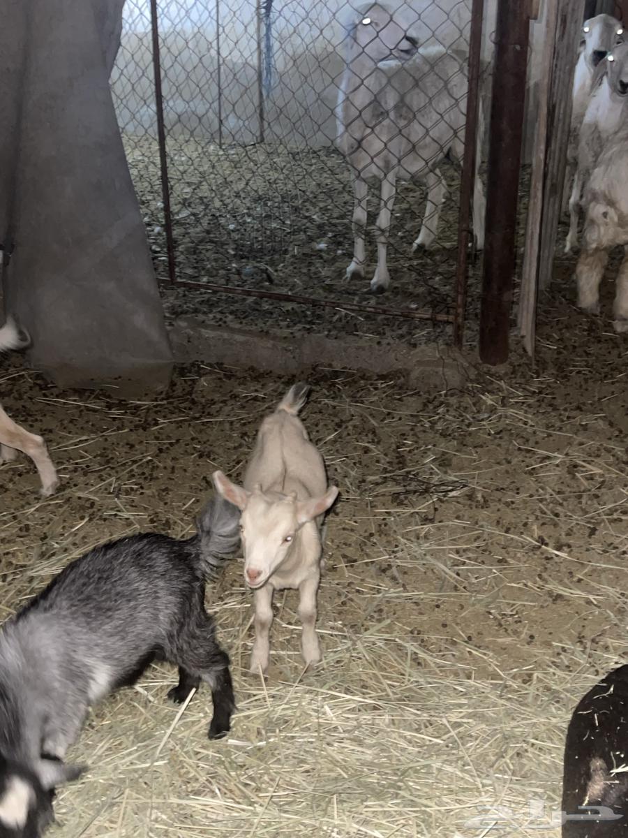 Dwarf goat for sale64453958138241112
