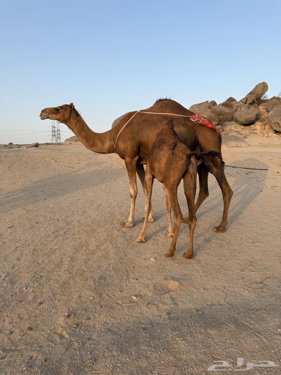 Coastal she-camel with a calf and a foal64451499306243110