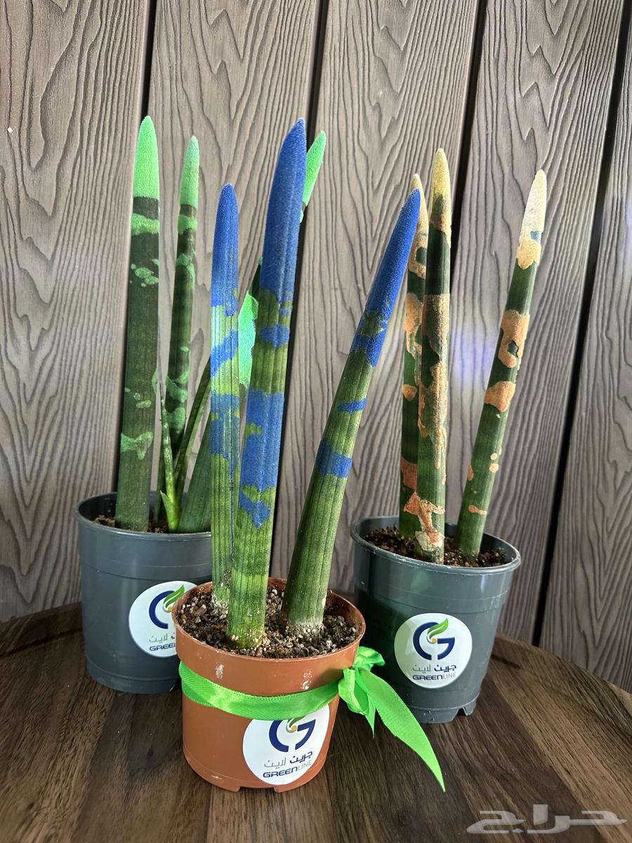 عروض اليوم الوطني علي النباتات طبيعية64449796758914113