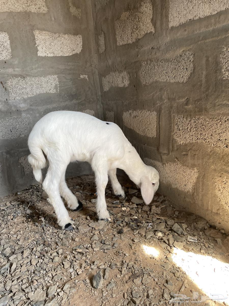 رخل عمره شهر طيبة صنف أبوها طيب64453147560193111