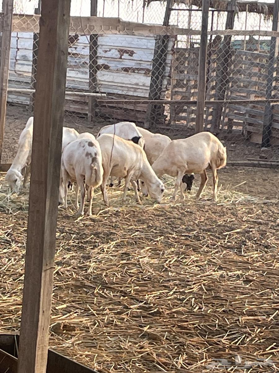 غنم رفيديات العدد 17 فيها 2 ولد وفيها دفيع الغنم ممتازة ا64451096222338110