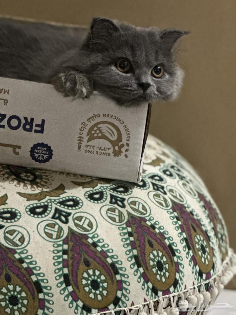 قط شيرازي للبيع64454523006849110