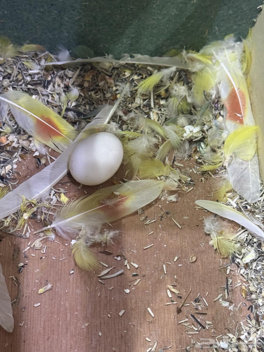 للبيع ذكر وأنثى روز أليف64454427426050110