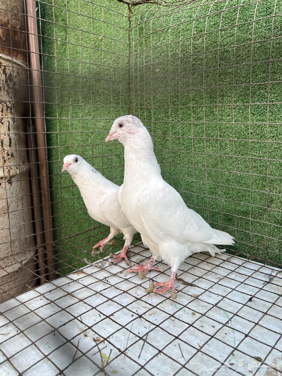 حمام بكستاني طبات تم البيع64454618908674114