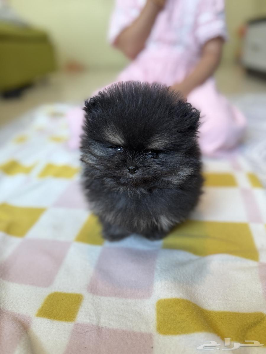 Cookie - Pomeranian Super Mini (Sold)64456558290433110