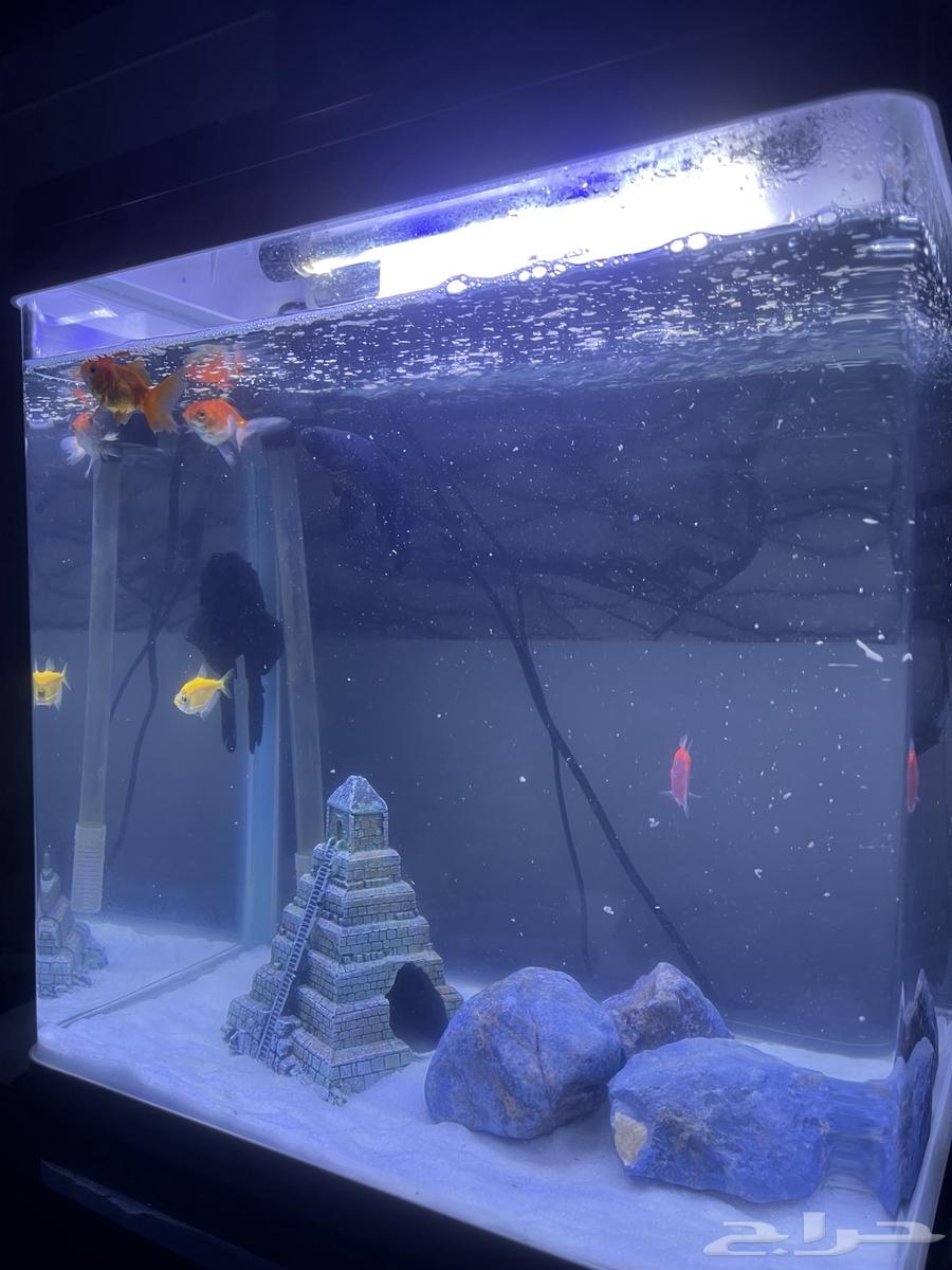 حوض سمك للبيع64449996046466112