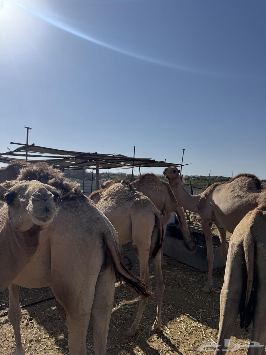 قعدان للبيع64451740960259110