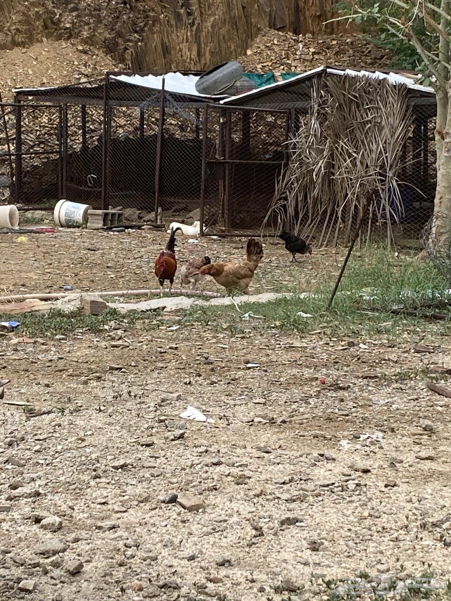 Local farm chicken, proven producer64454427466881113