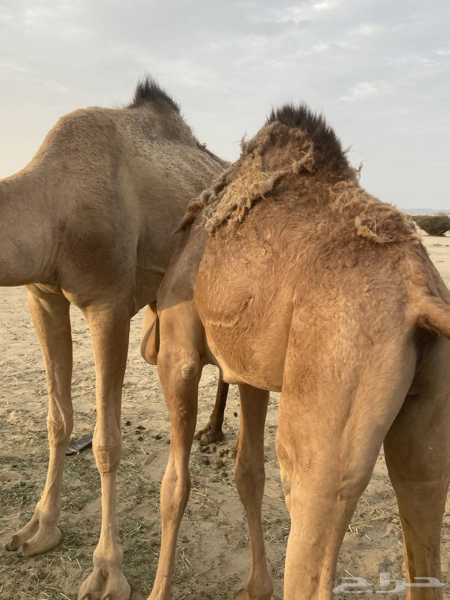 قعدان للبيع64457391583105112