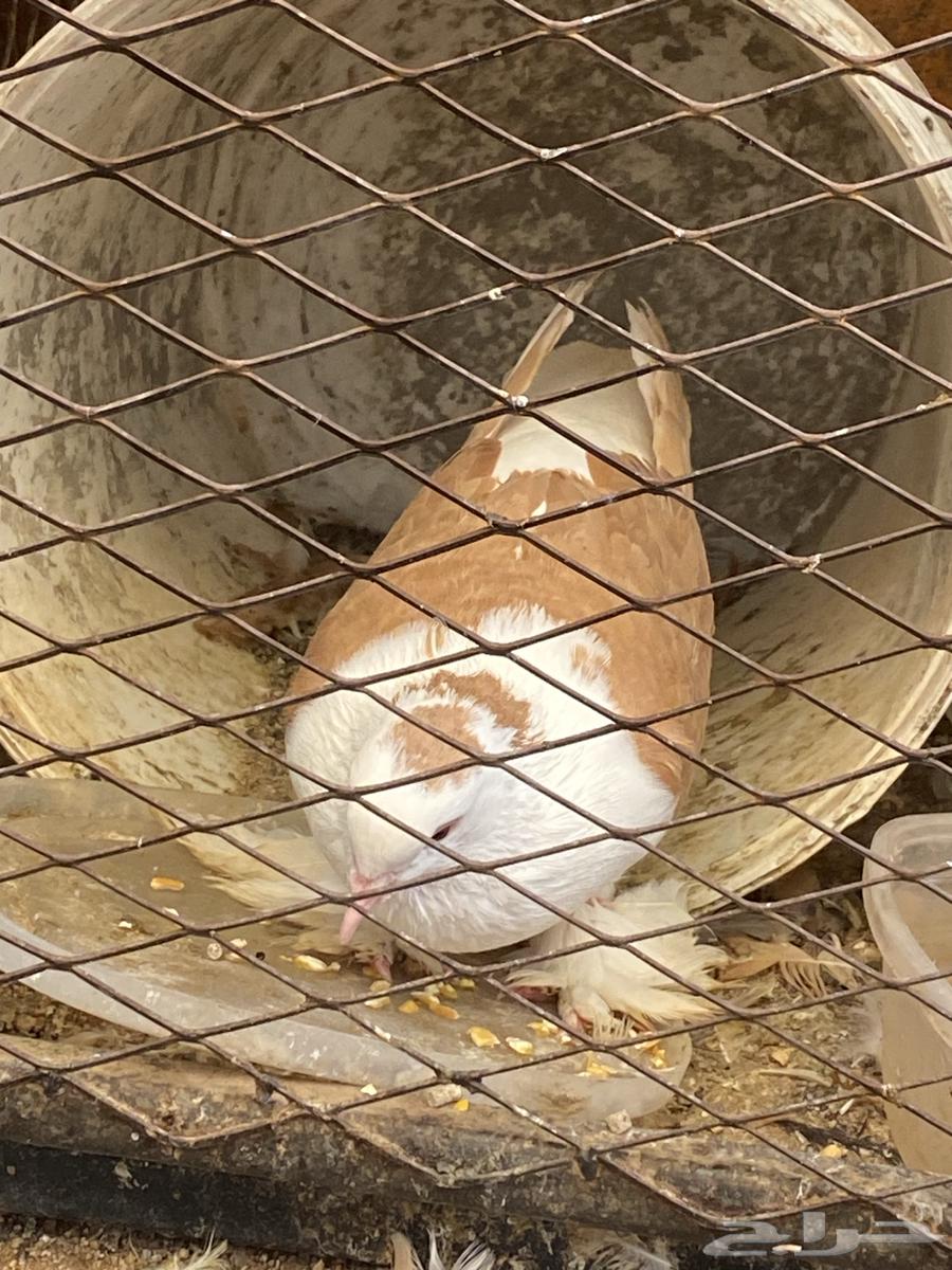 حمام جوز للبيع64454291771265110