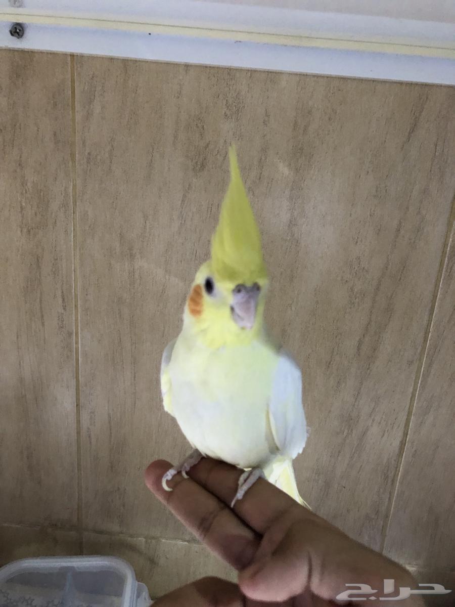 طير كروان للبيع اليف64453916878851114