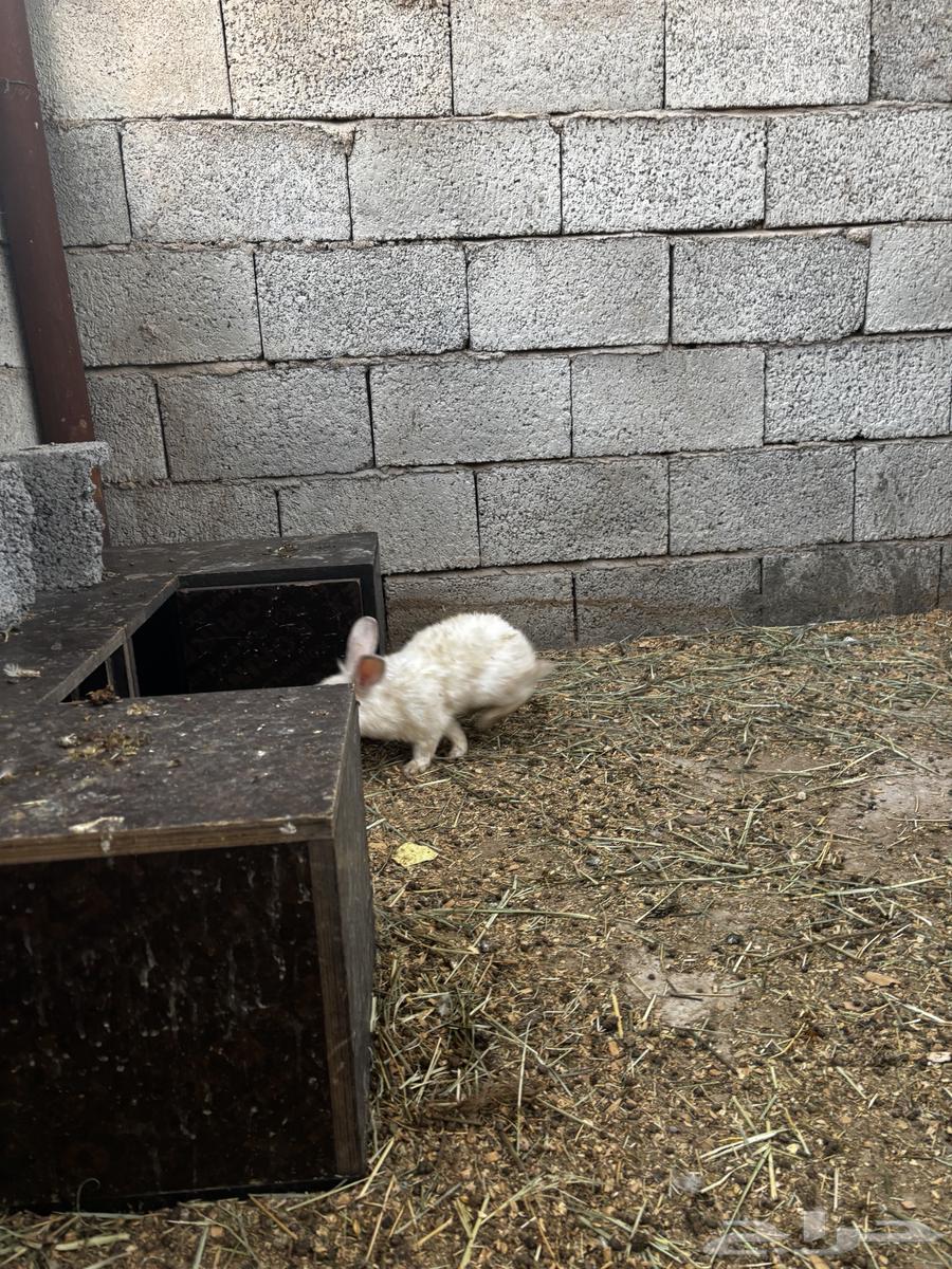 ارانب للبيع64456157934467113