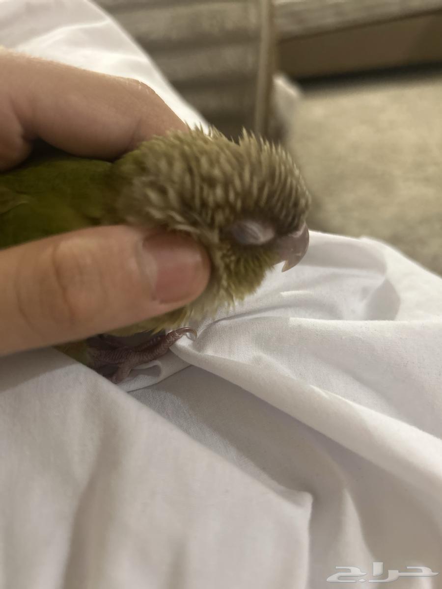 Pineapple Cinnamon Hen (Sold)64455290850306111