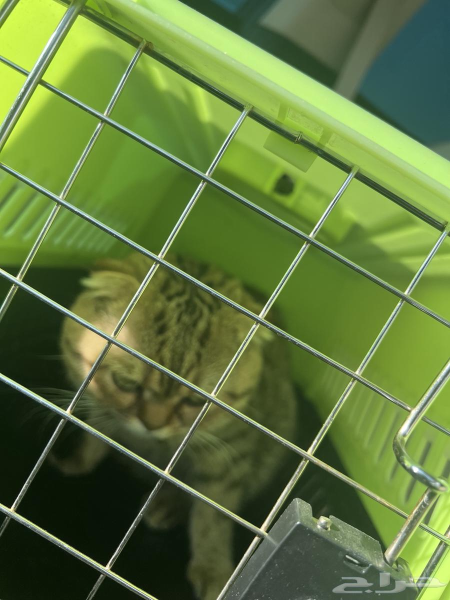 Scott Fold64453106762115112