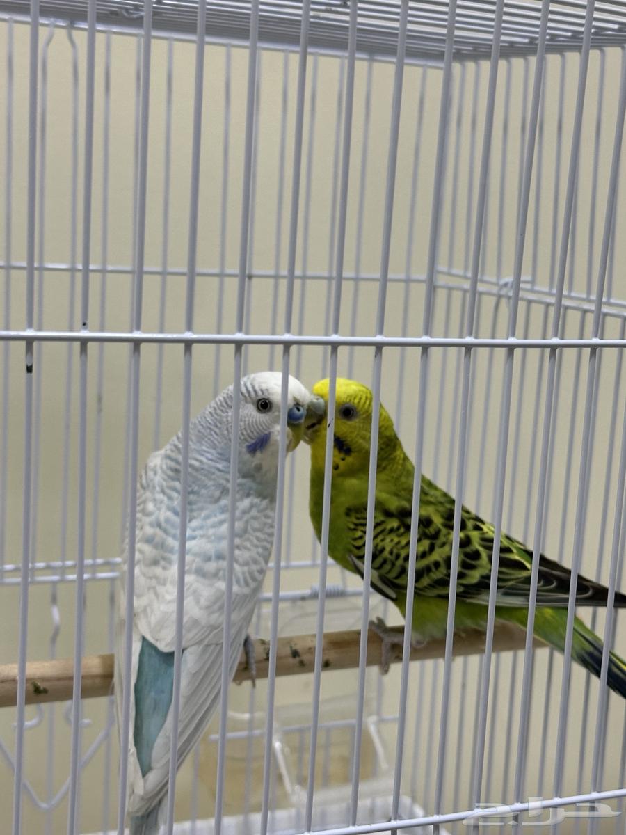 Lovebirds64457036691841111