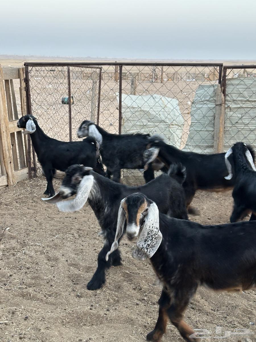 تيوس وجفرات طيبه64456018998402110