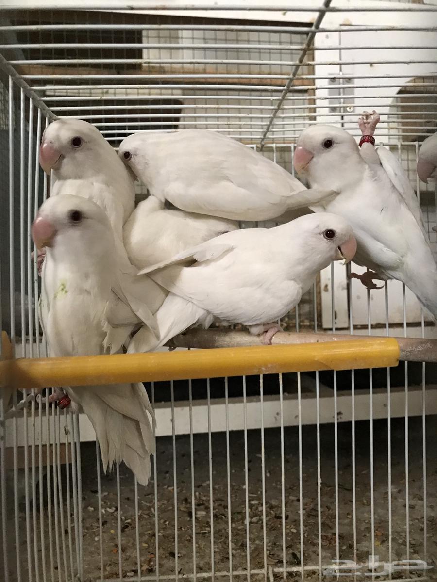 Day64452495742977112