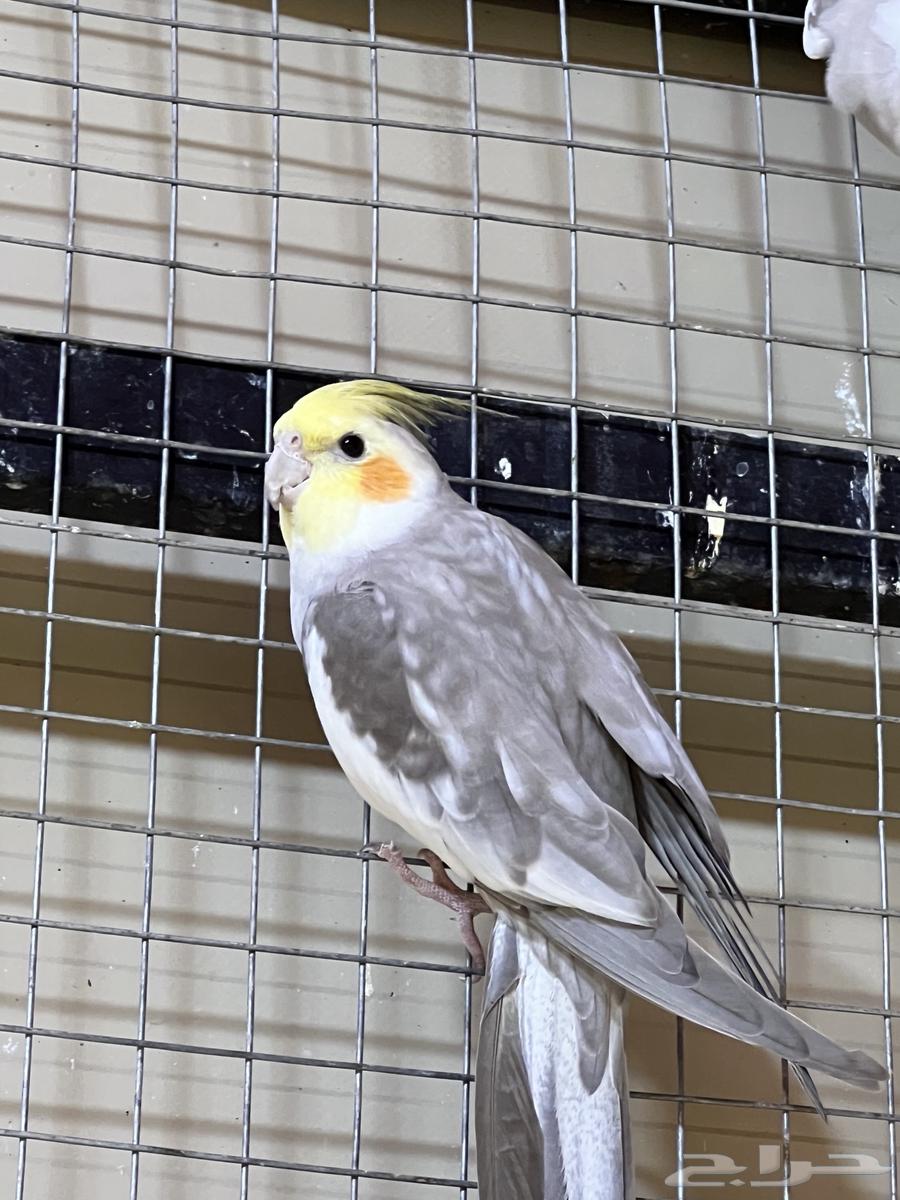 ذكر كروان سينامون نورمال منتج شرط64450050191363110