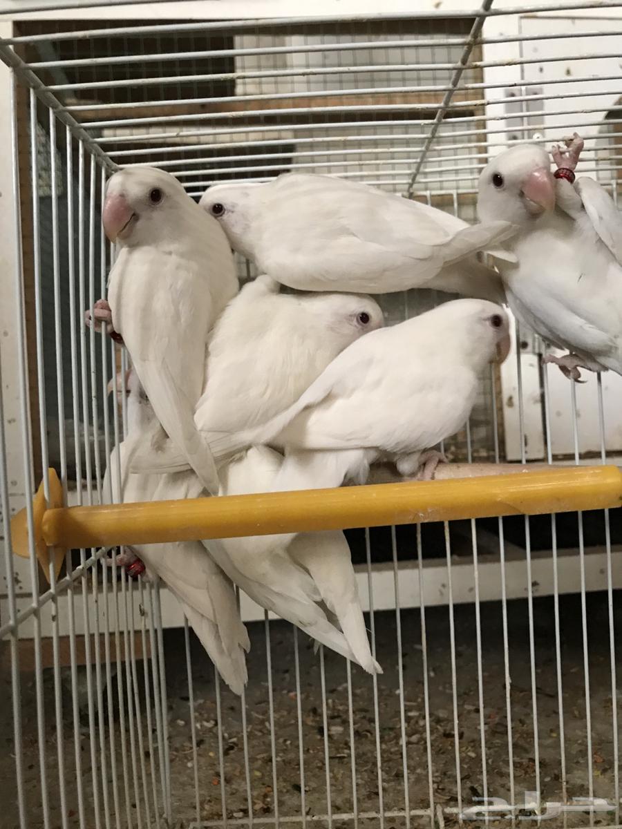 Day64452495742977111