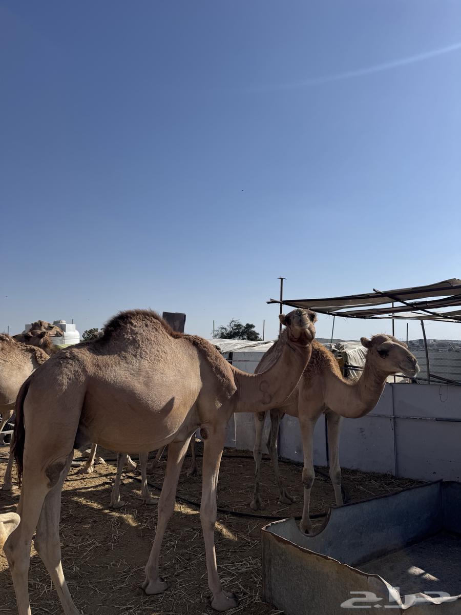 قعدان للبيع64451740960259112