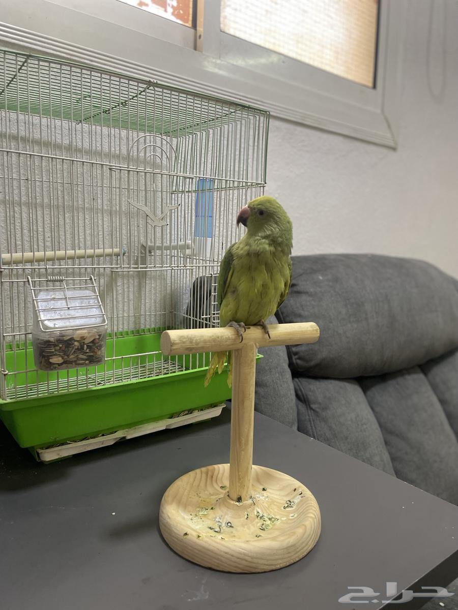 ببغا دره للبيع المستعجل 25064454179781635112