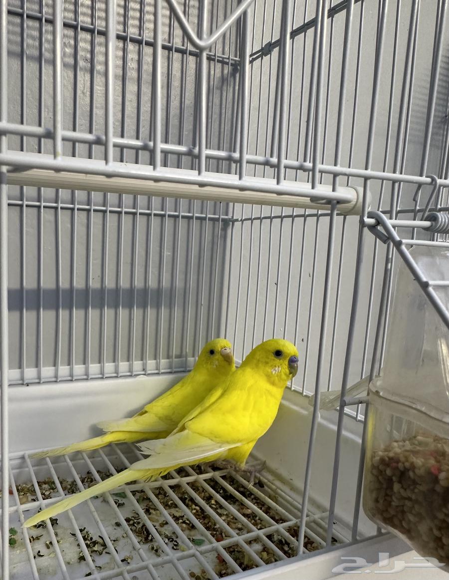 جوز بادجي64449969604225110