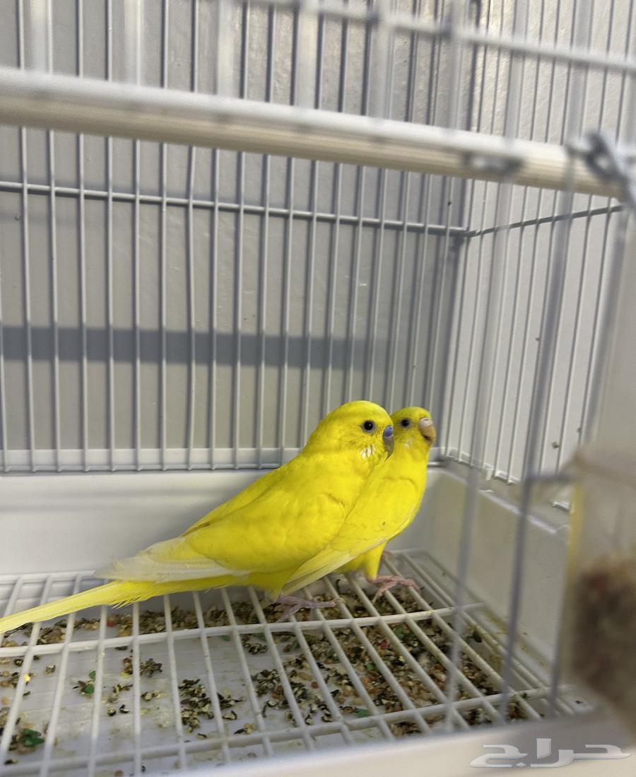 جوز بادجي64449969604225112