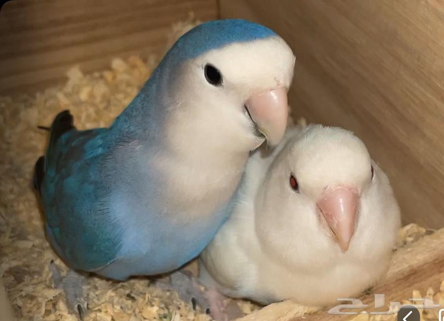 Pair of Rosy Rolf and breeding at the same time64452685040898110