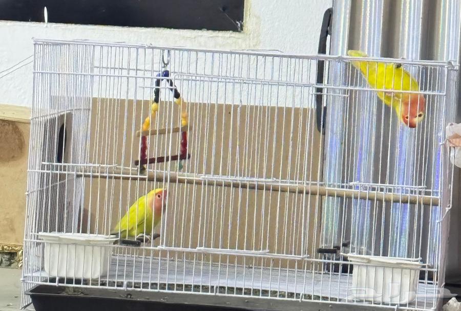 عصافير روز للبيع مع القفص64452049516162110