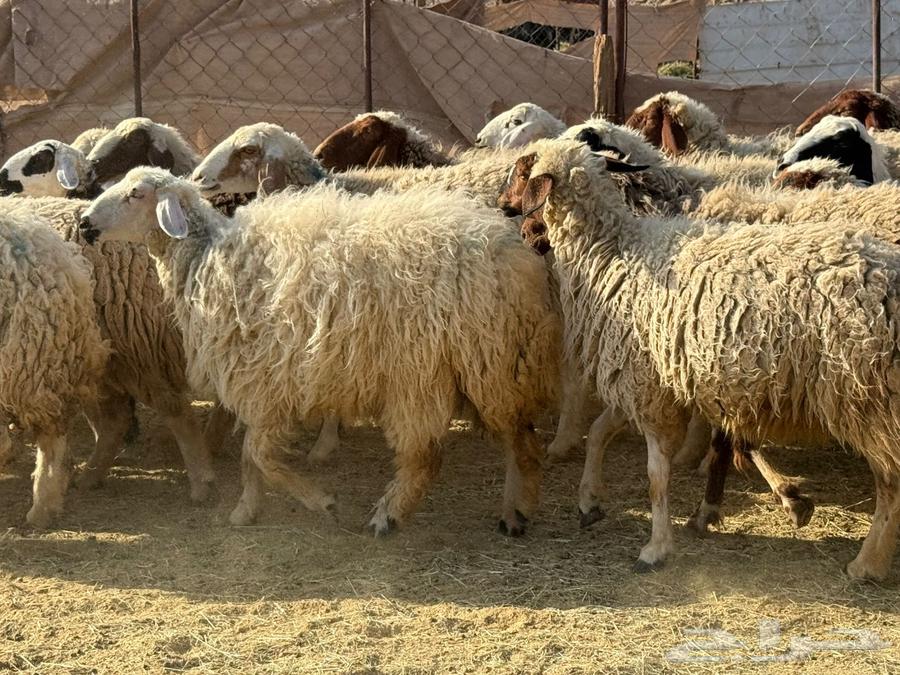 ضان نعيم وألد وصغار سن ( تم  البيع)64451419282818113