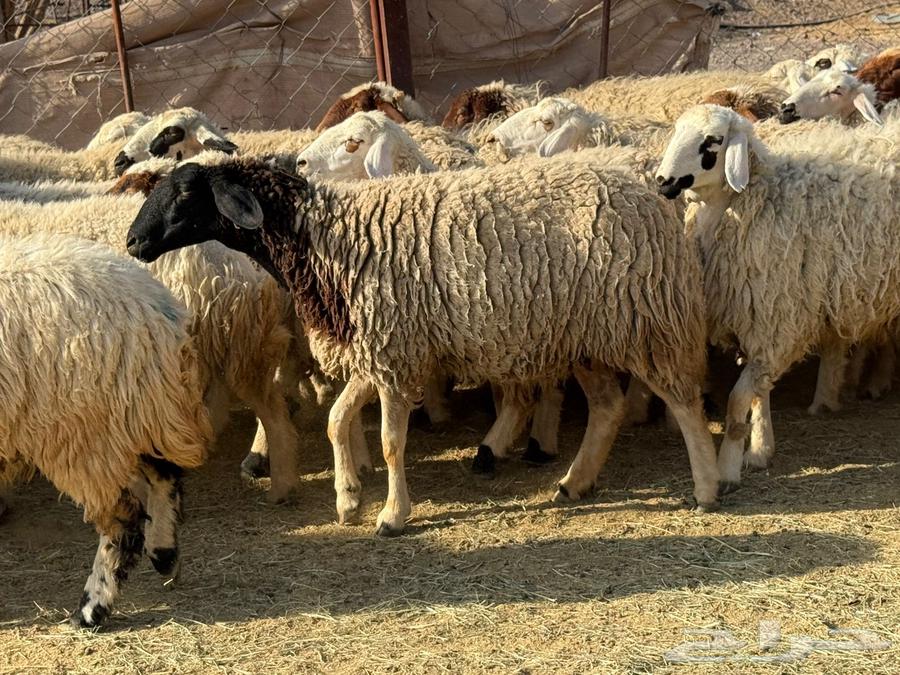 ضان نعيم وألد وصغار سن ( تم  البيع)64451419282818114