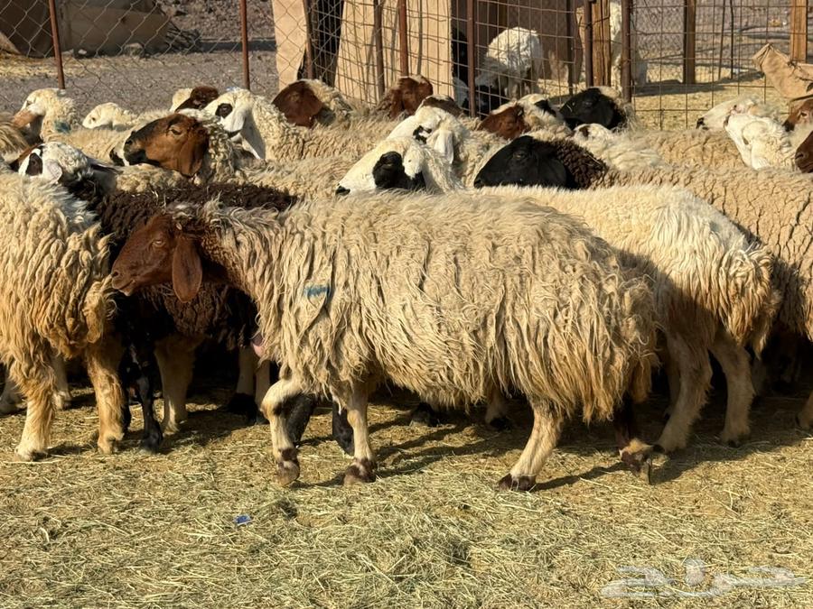 ضان نعيم وألد وصغار سن ( تم  البيع)64451419282818112