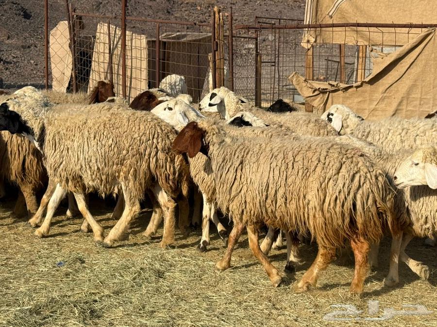 ضان نعيم وألد وصغار سن ( تم  البيع)64451419282818111