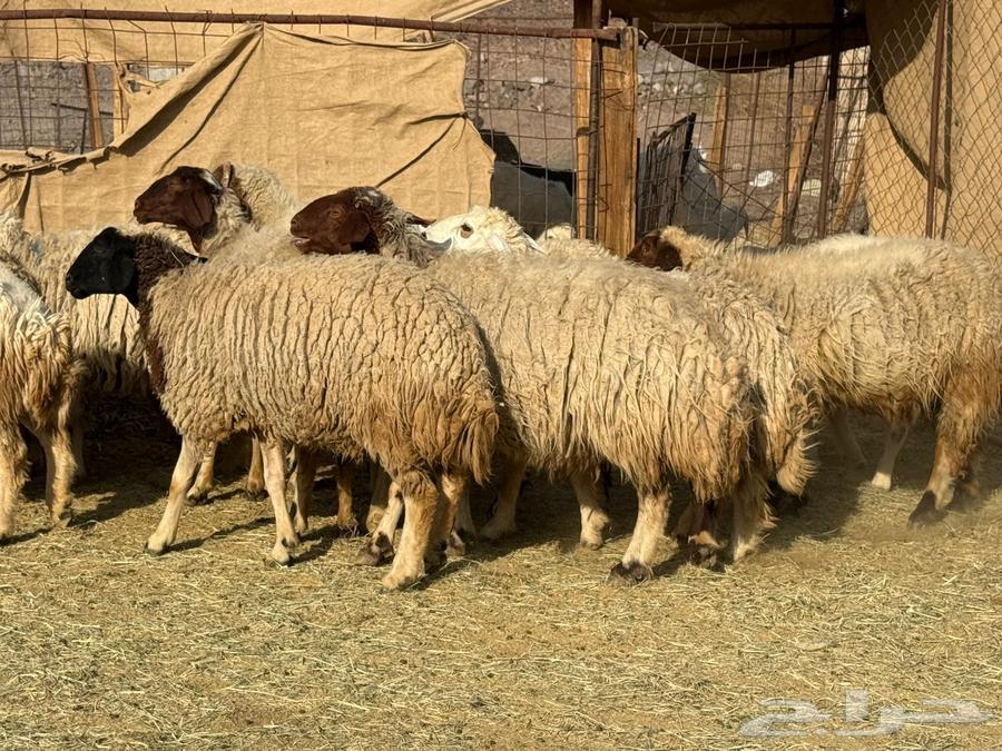 ضان نعيم وألد وصغار سن ( تم  البيع)64451419282818110