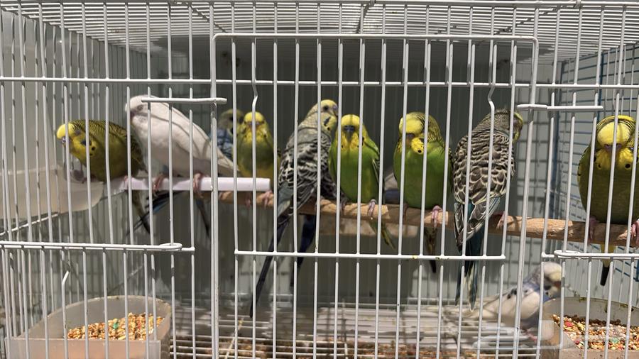 14 ذكر بادجي طيور الحب64454373477506110