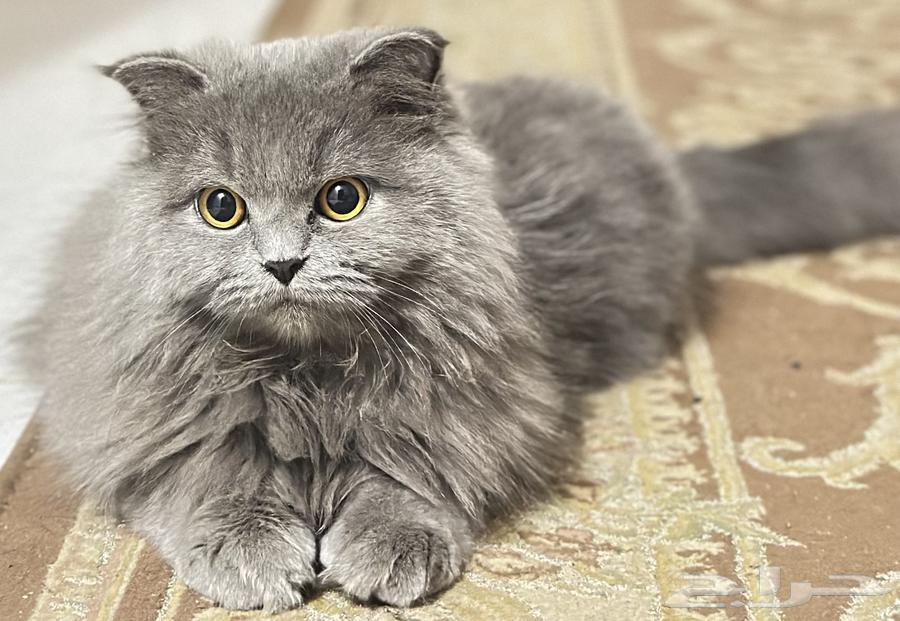 قط شيرازي للبيع64454523006849113