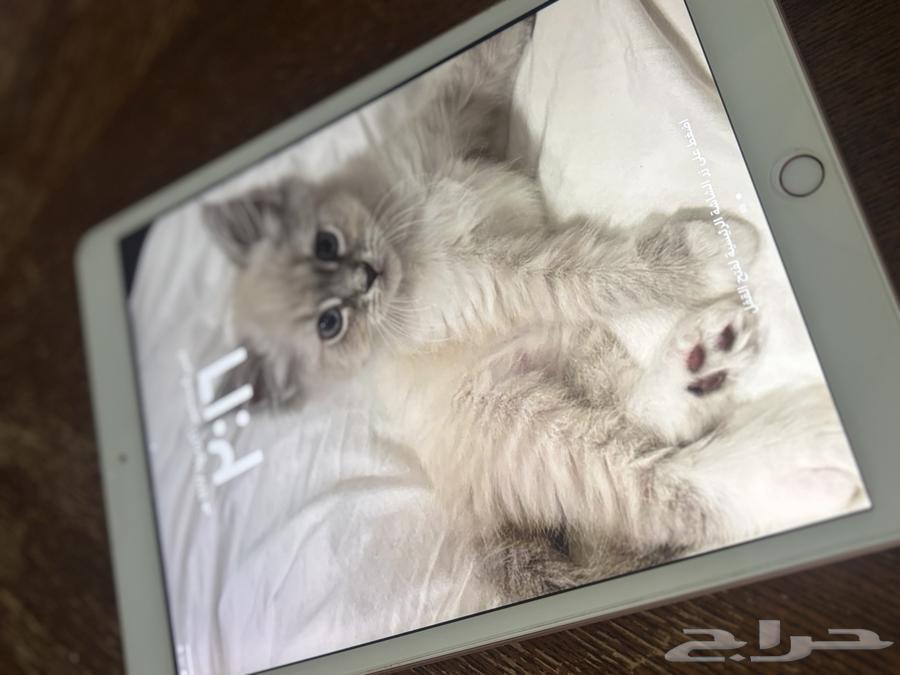 ايباد للبيع نظيف64452929806467114