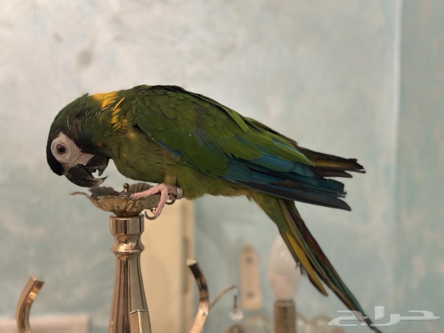 Mini Macaw64454922671489111