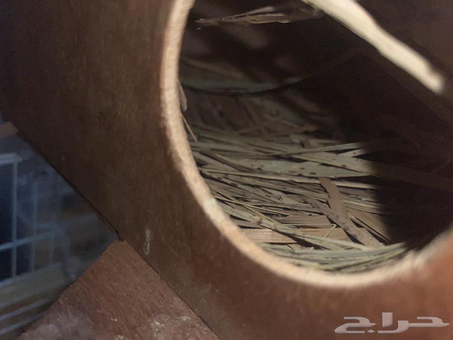 للبيع جاوا جوز بدون ملحقات64450624934019111