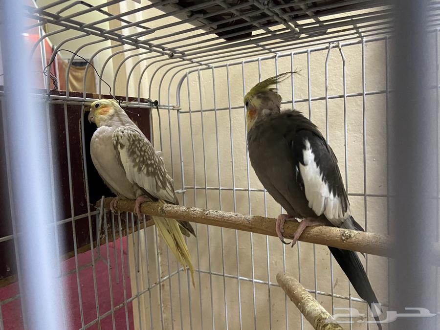 Crane bird pair64457117819778112