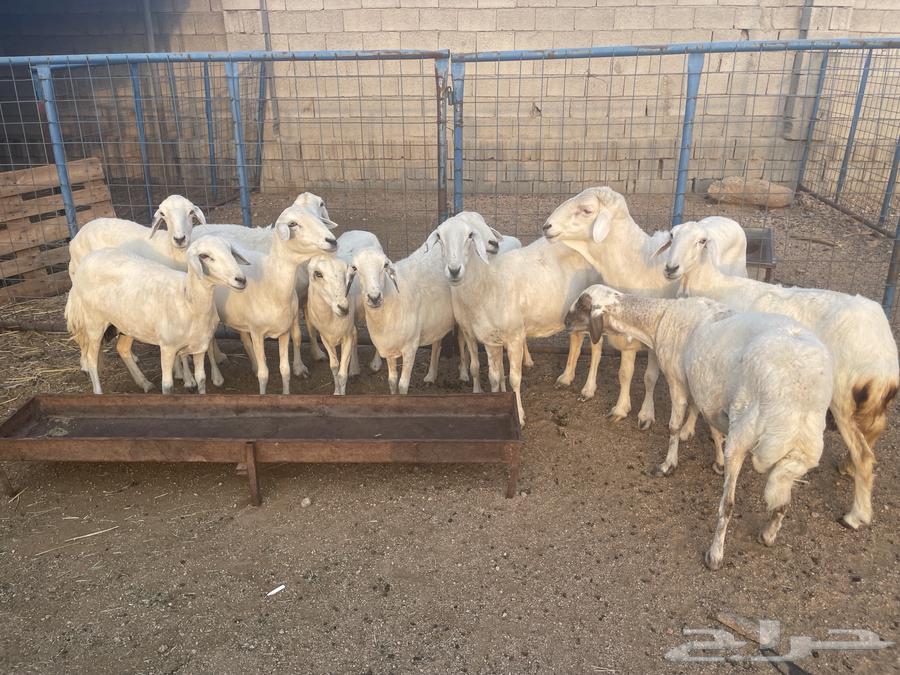 Free-range sheep, healthy and clean64455440696067110