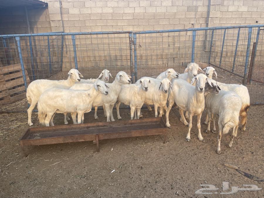 Free-range sheep, healthy and clean64455440696067111